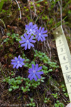 <i>Primula bella </i>