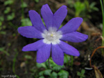 <i>Primula bella </i>