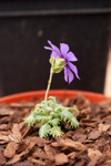 <i>Primula bella </i>