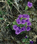 <i>Primula bella </i>