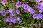 <i>Primula bella </i>