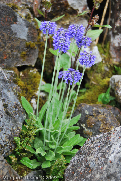 <i>Primula bellidifolia </i>