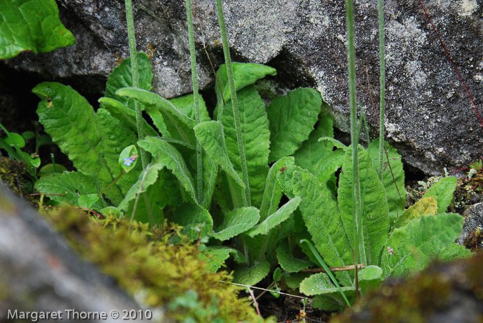 <i>Primula bellidifolia </i>