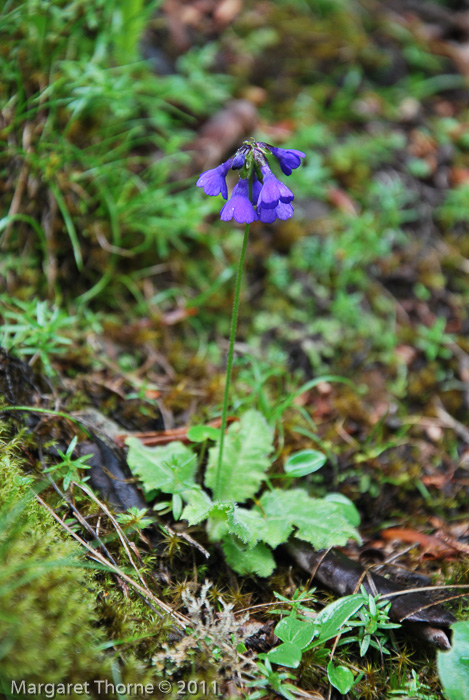 <i>Primula bellidifolia </i>