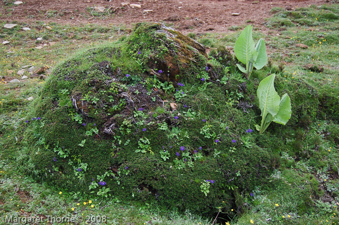 <i>Primula bellidifolia </i>