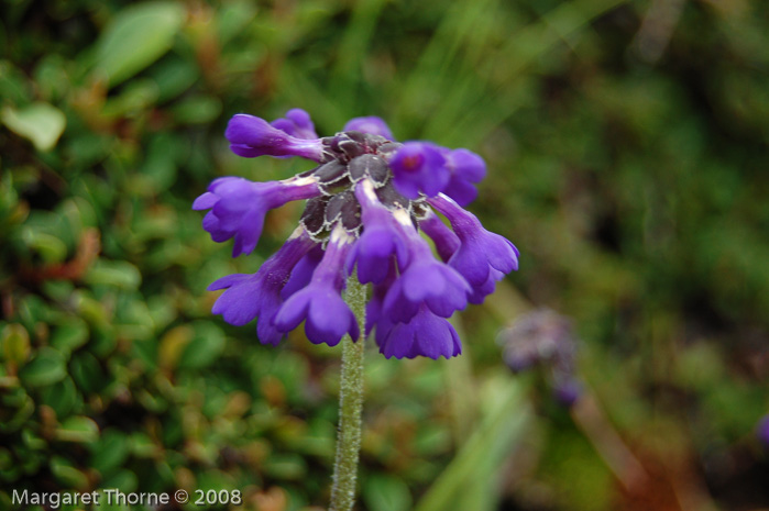 <i>Primula bellidifolia </i>