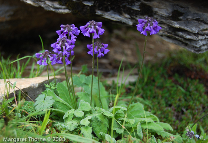 <i>Primula bellidifolia </i>