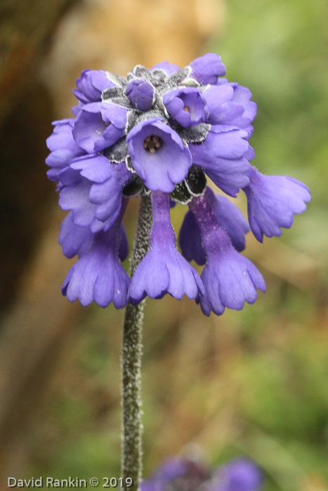 <i>Primula bellidifolia </i>