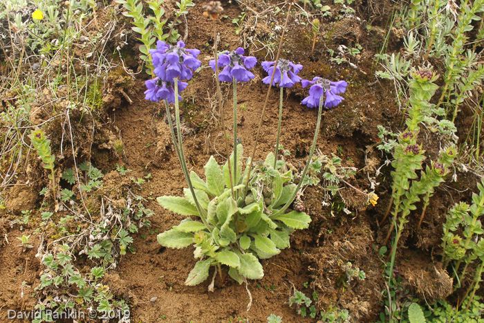 <i>Primula bellidifolia </i>