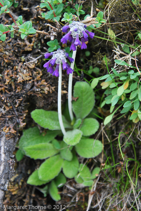 <i>Primula bellidifolia </i>