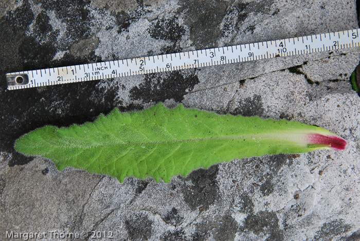 <i>Primula bellidifolia </i>