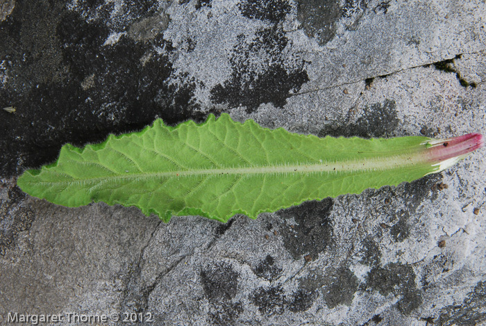 <i>Primula bellidifolia </i>