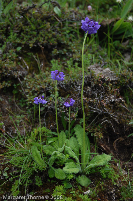 <i>Primula bellidifolia </i>