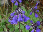 <i>Primula bellidifolia </i>