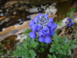 <i>Primula bellidifolia </i>