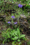 <i>Primula bellidifolia </i>