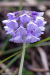 <i>Primula bellidifolia </i>