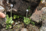 <i>Primula bellidifolia </i>