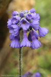 <i>Primula bellidifolia </i>