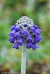 <i>Primula bellidifolia </i>