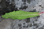 <i>Primula bellidifolia </i>