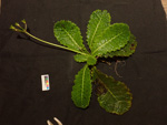<i>Primula bergenioides </i>