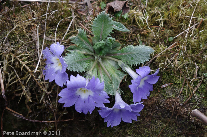 <i>Primula bhutanica </i>