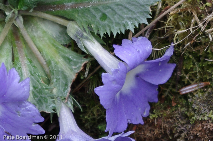 <i>Primula bhutanica </i>