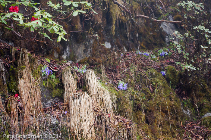 <i>Primula bhutanica </i>