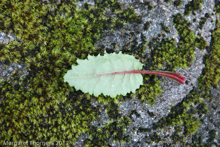 <i>Primula bhutanica </i>