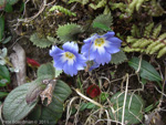 <i>Primula bhutanica </i>