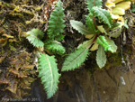 <i>Primula bhutanica </i>