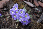 <i>Primula bhutanica </i>