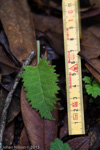 <i>Primula bhutanica </i>