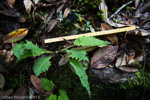 <i>Primula bhutanica </i>