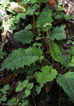 <i>Primula bhutanica </i>