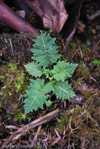 <i>Primula bhutanica </i>