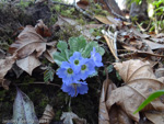 <i>Primula bhutanica </i>