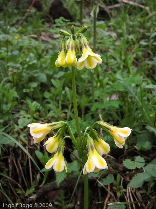 <i>Primula biserrata </i>