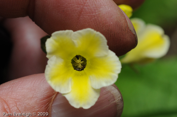 <i>Primula biserrata </i>