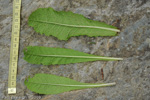 <i>Primula biserrata </i>