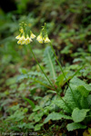 <i>Primula biserrata </i>