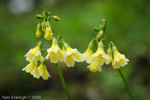 <i>Primula biserrata </i>