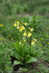 <i>Primula biserrata </i>