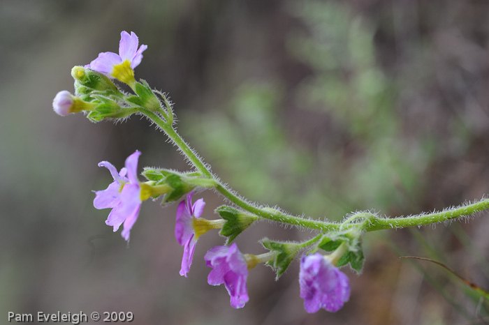 <i>Primula blattariformis </i>