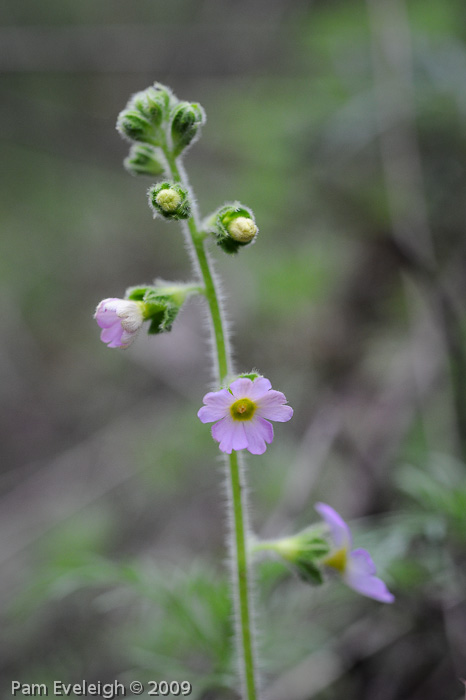 <i>Primula blattariformis </i>