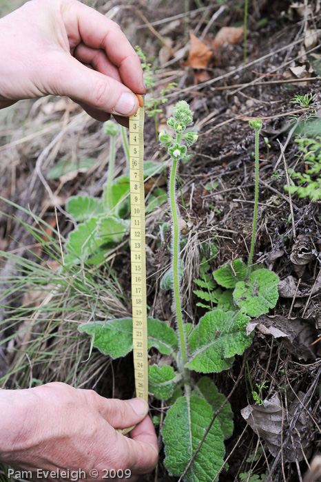 <i>Primula blattariformis </i>