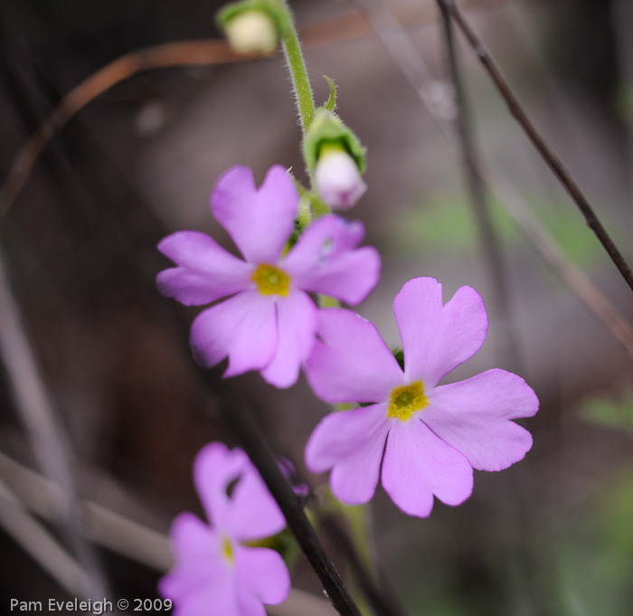 <i>Primula blattariformis </i>