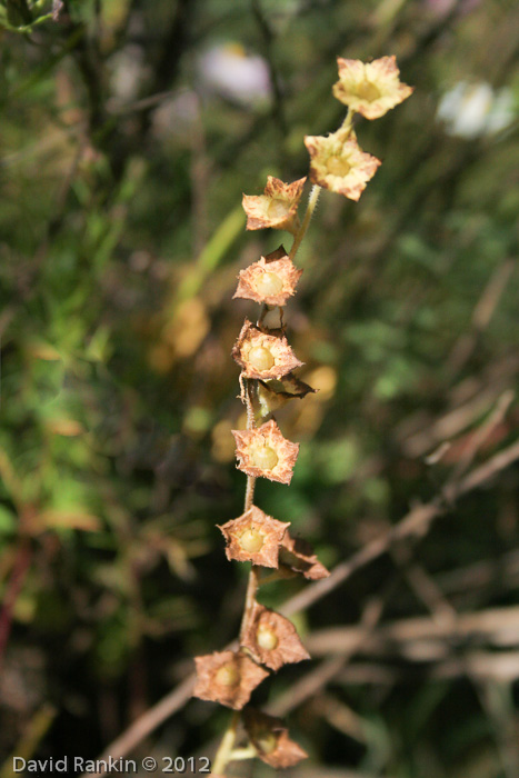 <i>Primula blattariformis </i>