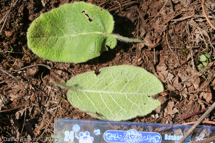 <i>Primula blattariformis </i>